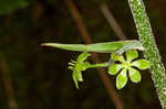 Appalachian bunchflower